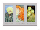 Malacocarpus Ottonis Prints