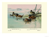 Argentine and Peruvian Ruddy Ducks Prints by Allan Brooks