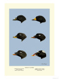 Heads of Scoters Posters by Allan Brooks