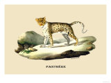 Panthere Affiches par E.f. Noel