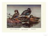 African and Meller's Ducks Plakater av Allan Brooks