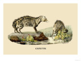 Civette Posters by E.f. Noel