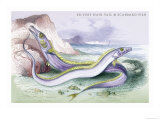 Silvery Hairtail and Scabbard Fish Print by Robert Hamilton