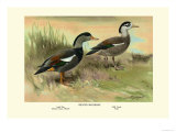 Crested Sheldrake Ducks Photographie par S. Kobayashi