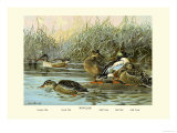 Shoveller Family of Ducks Plakat av Allan Brooks