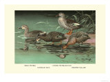 Four Duck Varieties Poster by Allan Brooks