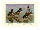 White-Eyed Ducks Bilder av Allan Brooks