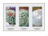 Neomammillaria Magnimamma Photo
