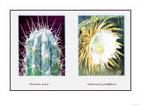 Stetsonia Coryne Poster