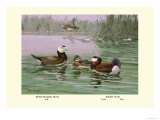 White-Headed and Ruddy Ducks Print by Allan Brooks