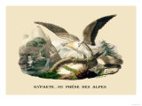 Gypaete, Ou Phene des Alpes Print by E.f. Noel