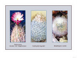 Thelocactus, Bicolor, Var. Wagnerianus Posters
