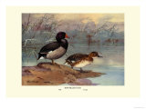 Rosy-Billed Duck Posters av Allan Brooks
