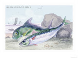 Mackarel and Ray's Bream Prints by Robert Hamilton