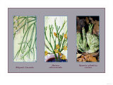 Rhipsalis Cassutha Posters