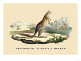 Kangouroo de la Nouvelle Hollande Foto von E.f. Noel