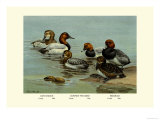 Canvas-Back, Common Pochard and Red-Head Ducks Plakater av Allan Brooks