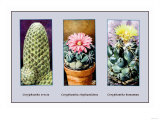Coryphanta Erecta Posters