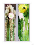 Cactus Flowers Prints