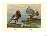 Steamer Ducks Photo by Allan Brooks