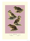 Four Downy Young Ducks Poster by Allan Brooks