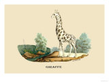 Giraffe Posters by E.f. Noel