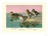 Four Types of Teal Ducks Prints by Allan Brooks