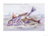 Red Surmullet and Lof Finned Captain Prints by Robert Hamilton