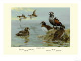 Harlequin Duck Posters av Allan Brooks