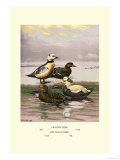 Stellars and Spectacled Eiders Posters by Allan Brooks