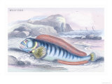 Wolf Fish Posters by Robert Hamilton