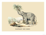 Elephant d'Inde Poster by E.f. Noel