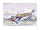 Mailed Gurnard Photo by Robert Hamilton