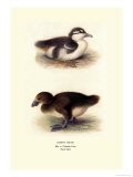 Downy Young Ducks Posters by Henrick Gronvold