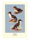 Three Downy Young Ducks Prints by Allan Brooks