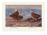 Florida Dusty and Mexican Ducks Posters by Allan Brooks