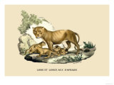 Lion et Lionne d'Afrique Posters by E.f. Noel