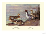 Pintail Ducks Poster av Allan Brooks