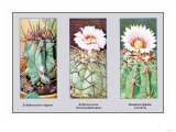 Echinocactus Ingens Print