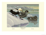 Labrador Duck Print by Louis Agassiz Fuertes