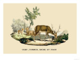 Stag, Doe and Fawn Posters by E.f. Noel Stag, Doe and Fawn Posters by E.f. Noel