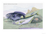 Blackfish and Pilas Fish Prints by Robert Hamilton