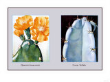 Opuntia Bonaerensis Posters