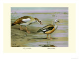 Egyptian and Orinoco Goose Posters by Louis Agassiz Fuertes