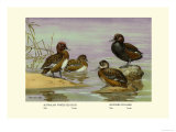 Australian White-Eyed and Southern Pochard Ducks Posters av Allan Brooks