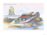 Blue Striped Wrasse Prints by Robert Hamilton