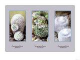 Neomammillaria Plumosa Posters