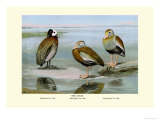 White-Faced, Black-Bellied and Gray-Breasted Tree Ducks Print by Louis Agassiz Fuertes