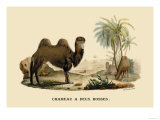 Chameau a Deux Bosses Prints by E.f. Noel
