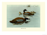 Hartlaus's Teal Posters by Louis Agassiz Fuertes
